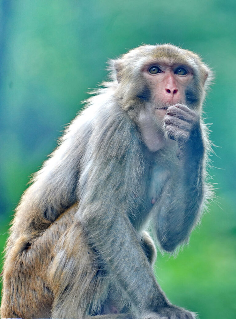 Jia Ronglin - Foraging-monkeys-2